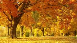 Autumn Scenery HD Wallpapers