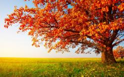 Autumn Trees Photography Hd Images 3 HD Wallpapers