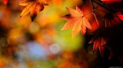 Abstract Awesome Leaves Autumn Wallpaper Autumn Wallpaper