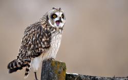 Awesome Bird Owl