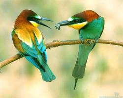 Awesome Colorful Birds Wallpapers