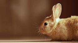 Awesome Bunny Wallpaper
