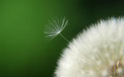 Awesome Dandelion Seeds Wallpaper