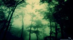 Awesome Dark Forest Wallpapers Travelization