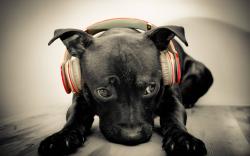 black dog headphones music wide high quality wallpaper photos for desktop background