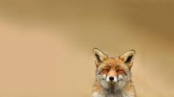 Awesome Fox Wallpaper 12037