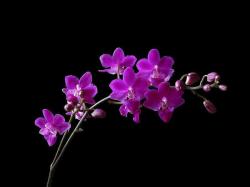 Free Flower Orchid Wallpaper