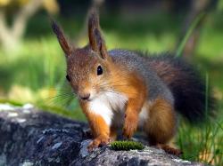 Red Squirrel Awesome Hd Wallpaper