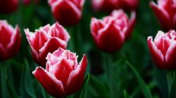 Awesome Tulips Close-Up