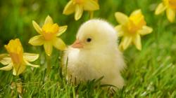 beautiful chick in grass download free hd wallpapers of animal baby
