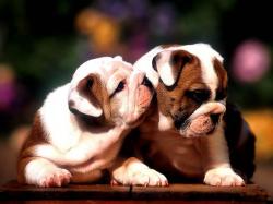 Two baby of bulldogs wallpaper