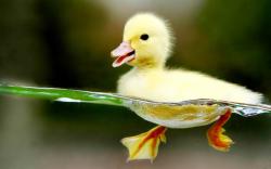 Baby Duck Swimming HD Wallpapers-1