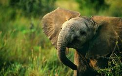 Baby Elephant Nature