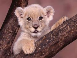 Sweety Babies Baby Lion