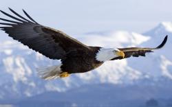 Eagles mate for life, and an established pair will use the same nest for many years. Over time some nests become enormous – they can reach a diameter of 9 ...