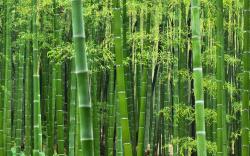 Sustainability and beauty combined – the strength of bamboo