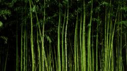 Bamboo Wallpaper by LauraMizvaria Bamboo Wallpaper by LauraMizvaria