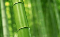 ... Bamboo Wallpaper ...