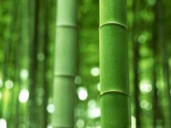 ... Bamboo Wallpaper; Bamboo Wallpaper