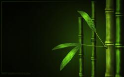green bamboo wallpaper | Green Nature Forest Bamboo 496 Wallpapers Hd - ColourUnity.com