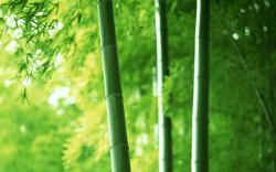 Bamboo Pictures