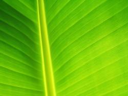 Banana-Leaf-Close-1-1600×1200.jpg