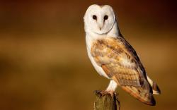 Barn Owl Beautiful Bird