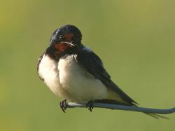 Barn swallow bird hirundine 1600x1200
