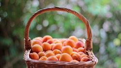 Basket Apricots