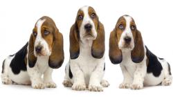 ... of top 10 Basset Hound Desktop Wallpapers. These wallpapers are high definition and available in wide range of sizes and resolutions.