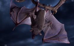 A bat is sitting on the small grey branch upside down. She has sharp nails, strong large wings, grey coloring and large eyes. On the background us washed ...