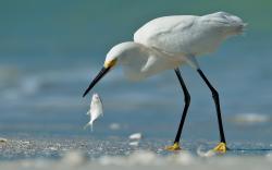 Beach Bird Egret Fish