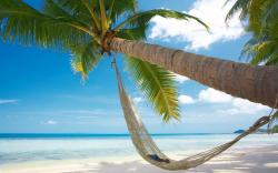 Beach palm hammock