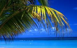 Beach palms blue sea