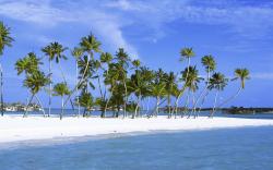 Beach Palms Maldives