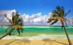 Beach Palms Ocean