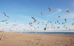 seagull flying wide hd cool wallpaper