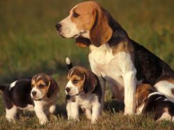Beagle puppies photos