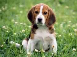 beagle puppy photos