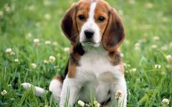 HD Wallpaper | Background ID:371108. 2560x1600 Animal Beagle