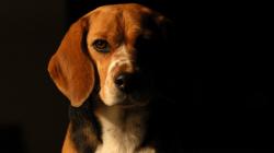 HD Wallpaper | Background ID:416129. 1920x1080 Animal Beagle