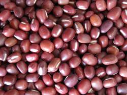 Small-Red-Beans-Adzuki-Beans-1024×768