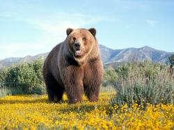 A big huge brown bear and yellow flowers and green bushes and trees on this desktop wallpaper.