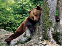 cute bear animal wallpapers cool bear background images widescreen