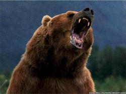 Animals Grizzly Bears