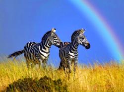 Beautiful Animal Zebras Wallpaper 3