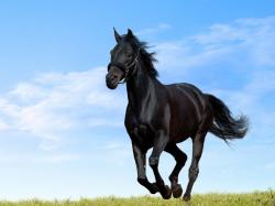 Beautiful Arabian Horse HD