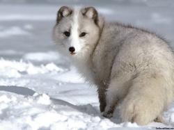 Beautiful White Arctic Fox