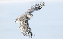 Beautiful Bird Flying Snowy Owl Photo