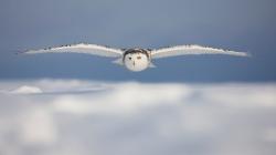 Beautiful Bird White Owl Flight Snow Winter